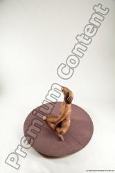 Nude Man White Laying poses - ALL Athletic Short Brown Laying poses - on stomach Multi angles poses Realistic