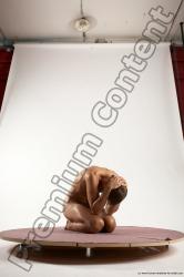 Nude Man White Kneeling poses - ALL Athletic Short Brown Kneeling poses - on both knees Multi angles poses Realistic